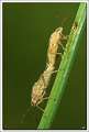 40D_4509 cs cadre2