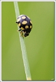 Coccinelles