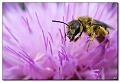 abeilles-guèpes-syrphes