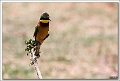 5D29107 cs web