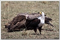 5D29467 cs web